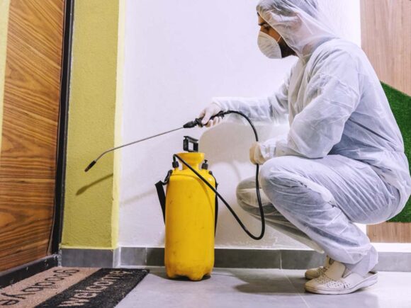 افضل شركات ابادة النمل بضمان 5 سنوات