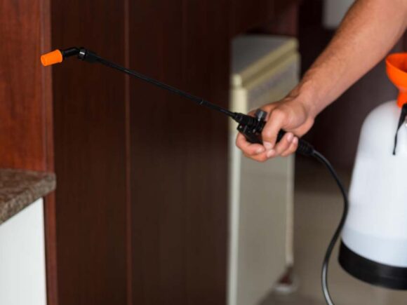 شركة ابادة العته نهائيا بدون مغادرة منزلك