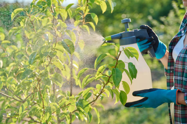 شركة مكافحة حشرات فى مدينة الرحاب