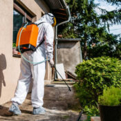 شركة مكافحة حشرات فى الاسكندرية