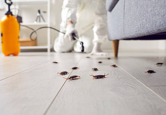 الشركه الالمانيه لمكافحة بق الفراش في التجمع الخامس 01027263090